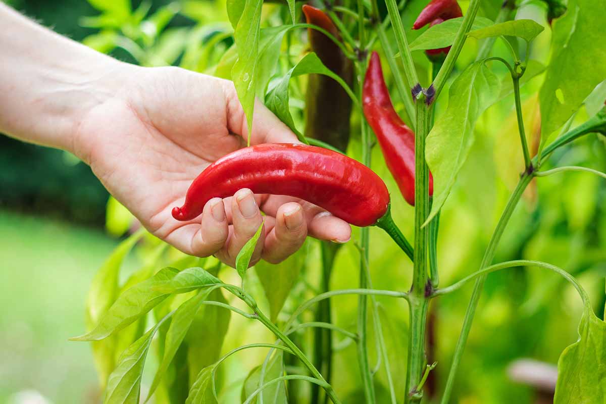 A close up horizontal image of a hand from the right of the frame, harvesting a ripe red hot pepper from the garden.
