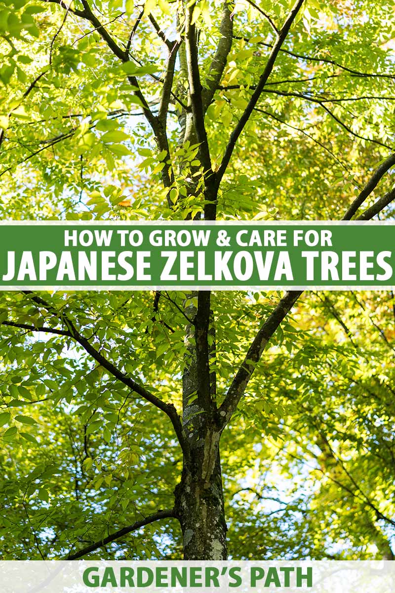 A vertical image of a large Japanese Zelkova serrata tree growing in the landscape with sun shining through the foliage. To the center and bottom of the frame is green and white printed text.