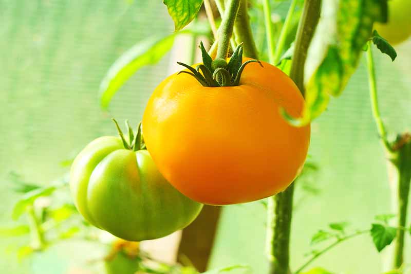 A close up horizontal image of 'Kellogg's Breakfast' tomatoes growing in the garden pictured on a soft focus background.