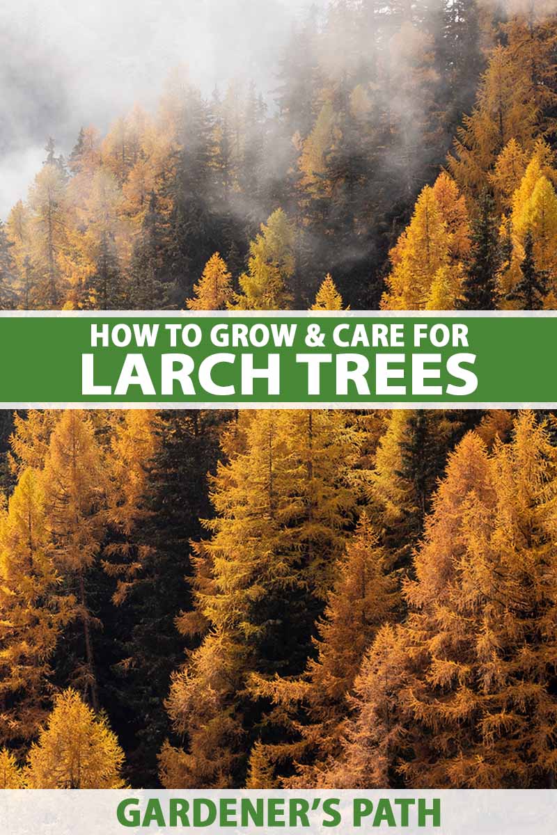 A vertical image of enormous larch trees growing wild, in misty fall weather. To the center and bottom of the frame is green and white printed text.