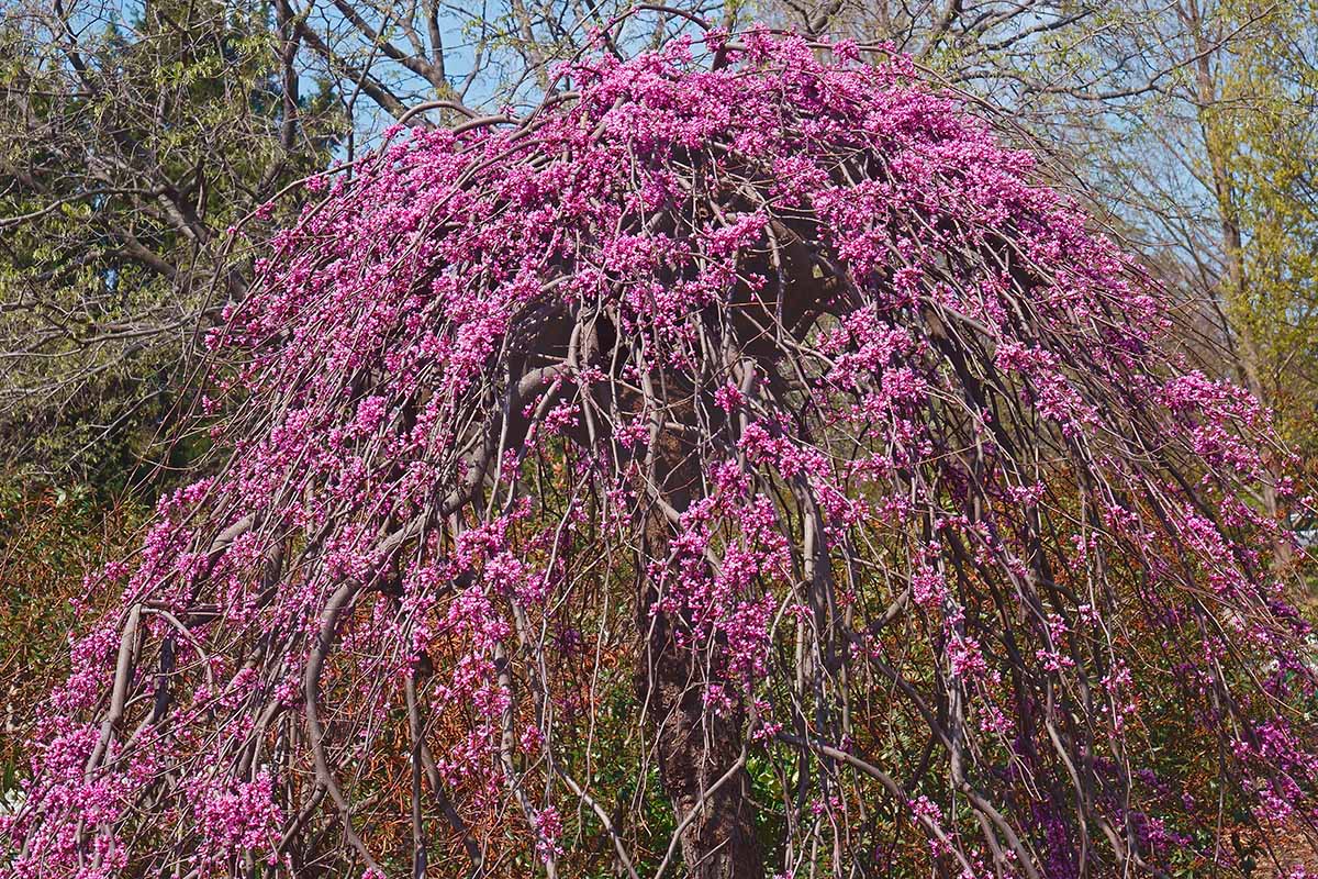 A horizontal image of a weeping Lavender Twist redbud tree (Cercis canadensis ‘Covey’) in full bloom.