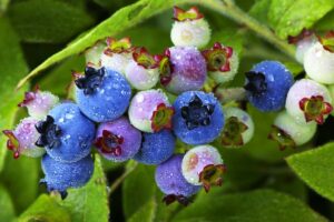 Closeup of lowbush blueberries in various stage of ripeness growing on the vine.