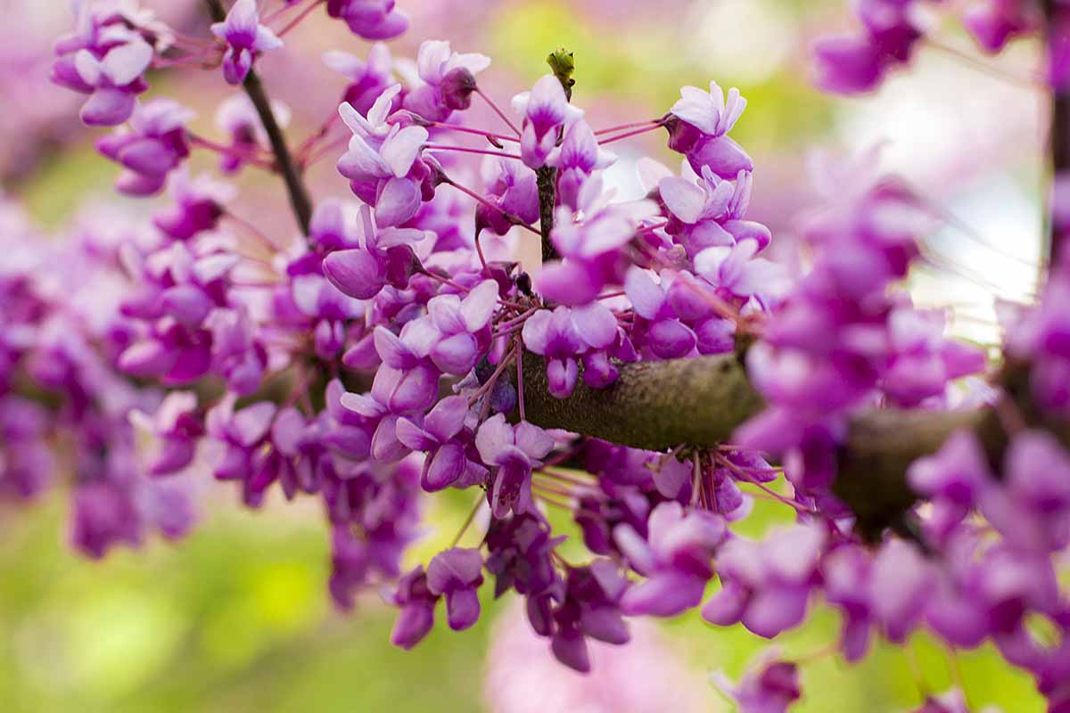 A close up horizontal image of the bright pink flowers of an Oklahoma redbud tree pictured on a soft focus background.