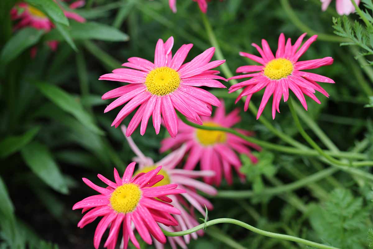 A close up horizontal image of pink painted daisies (Tanacetum coccineum) growing in the garden pictured on a soft focus background.