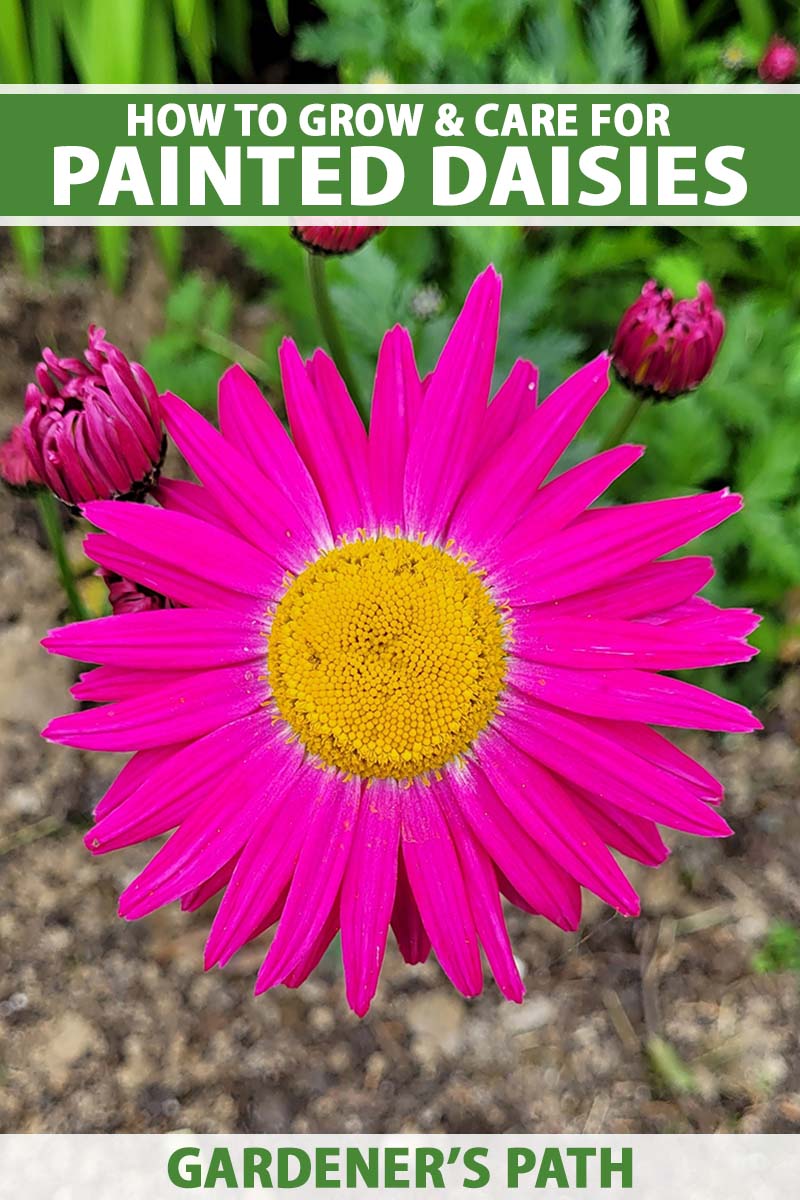 A close up vertical image of a single bright pink painted daisy (Tanacetum coccineum) growing in the garden pictured on a soft focus background. To the top and bottom of the frame is green and white printed text.