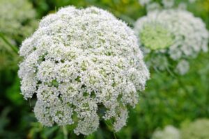 Close up of single Queen Anne’s lace (Daucus carota) white bloom cluster.