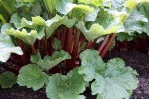 A close up horizontal image of rhubarb growing in the garden with thick, red stalks ready for harvest.