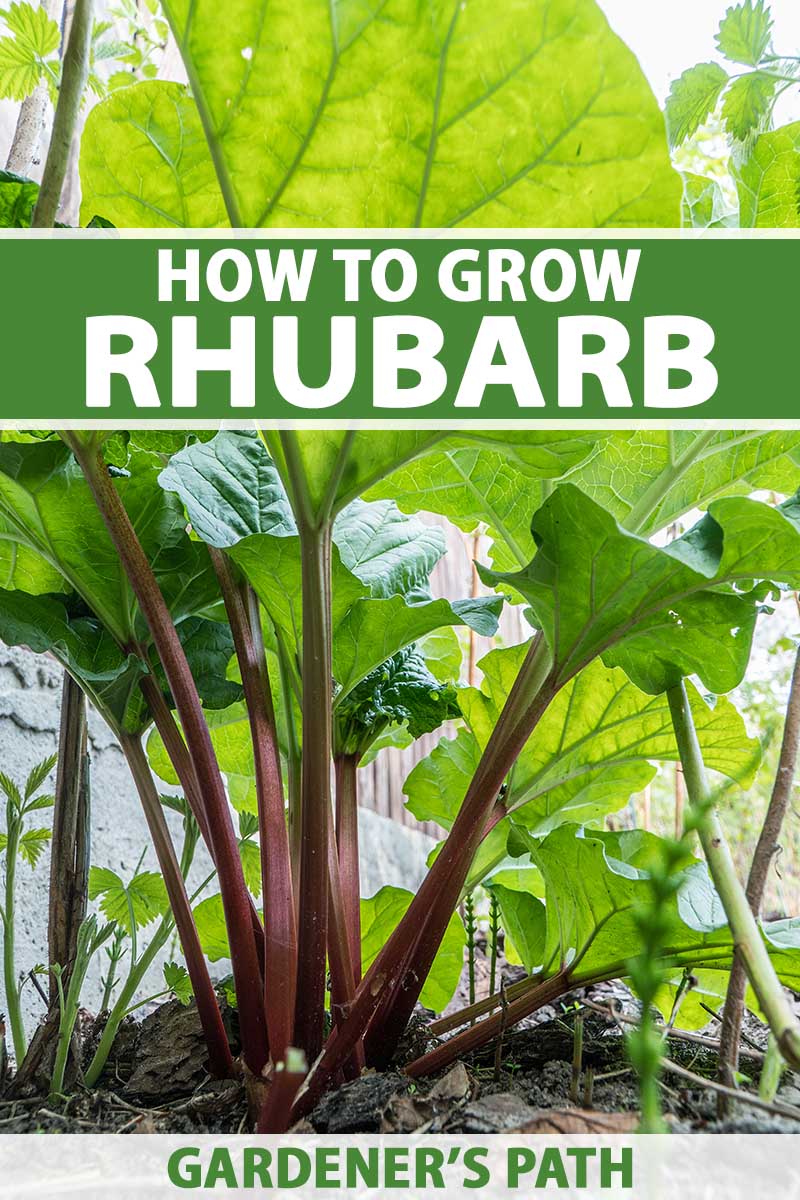 A close up vertical image of rhubarb growing in the garden. To the top and bottom of the frame is green and white printed text.