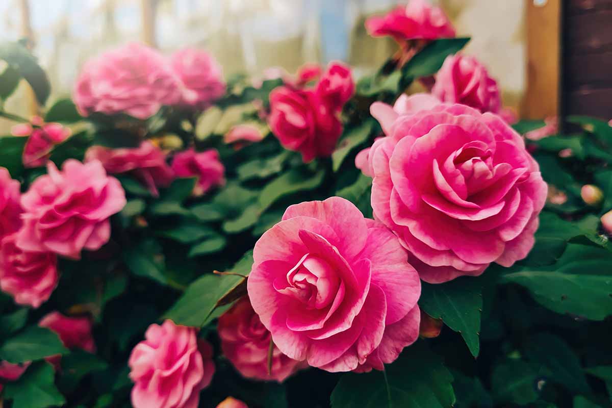 A close up horizontal image of pink roses growing in containers.