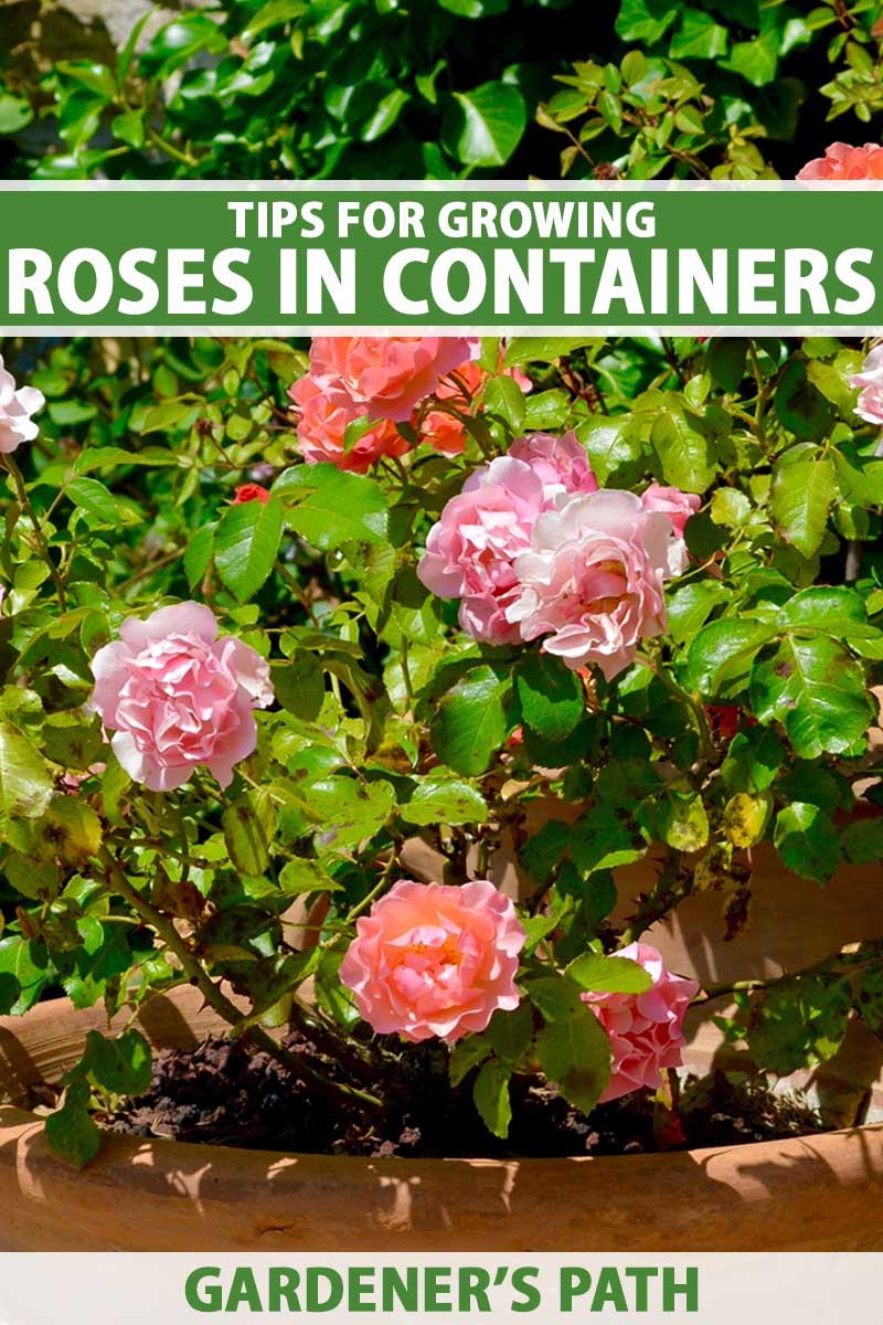 A close up vertical image of a rose shrub growing in a large terra cotta pot pictured in bright sunshine. To the top and bottom of the frame is green and white printed text.