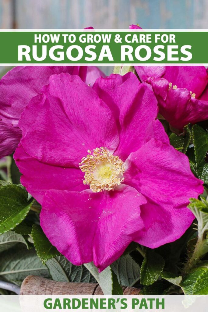 A close up vertical image of pink rugosa roses growing in a container. To the top and bottom of the frame is green and white printed text.