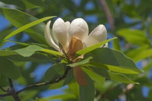 A close up horizontal image of a single sweetbay magnolia (white laurel) flower growing in the garden pictured in bright sunshine on a soft focus background.