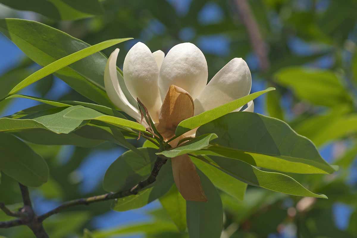 Sweetbay Magnolia Flower Sweetbay Magnolia Flower
