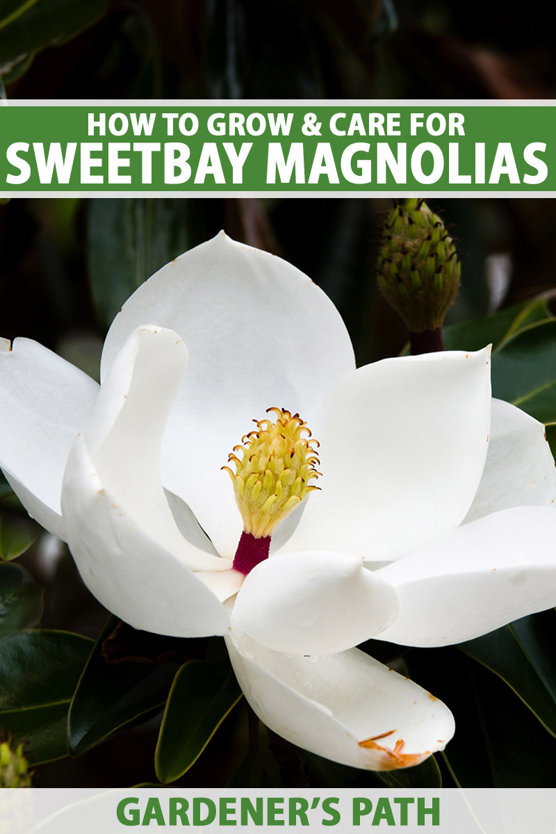 A close up vertical image of a single sweetbay magnolia (Magnolia virginiana) aka white laurel flower, pictured on a dark background. To the top and bottom of the frame is green and white printed text.