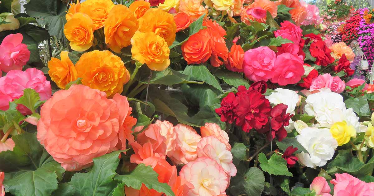 How to Grow Tuberous Begonias FB Learn how to Develop and Look after Tuberous Begonias