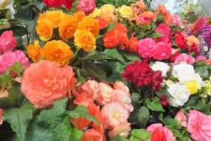 A close up horizontal image of brightly colored tuberous begonias for sale at a garden nursery.