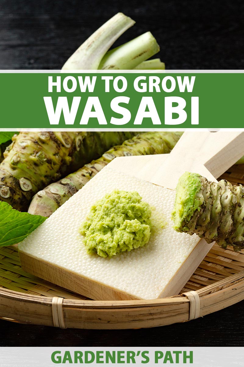 A close up vertical image of wasabi stem grated into a paste set in a wicker basket with fresh stems in the background. To the top and bottom of the frame is green and white printed text.