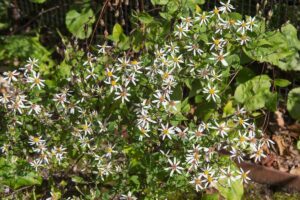 A close up horizontal image of white wood aster flowers growing in the garden.