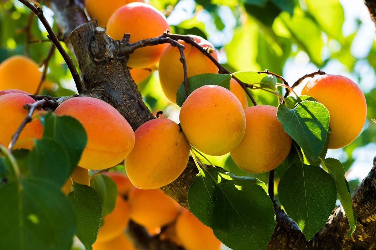 A close up horizontal image of an apricot tree with ripe fruits growing on the branches pictured in light filtered sunshine on a soft focus background.