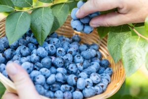 A pair of human hands harvesting blueberries into a wicker basket.
