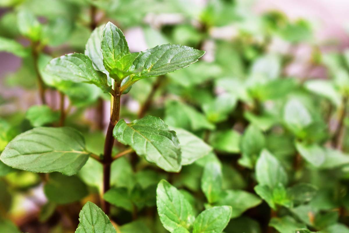 A close up horizontal image of a chocolate mint plant growing in the garden pictured on a soft focus background.