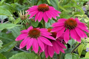 A close up horizontal image of bright pink coneflowers (echinacea) growing in the garden with foliage in soft focus background.