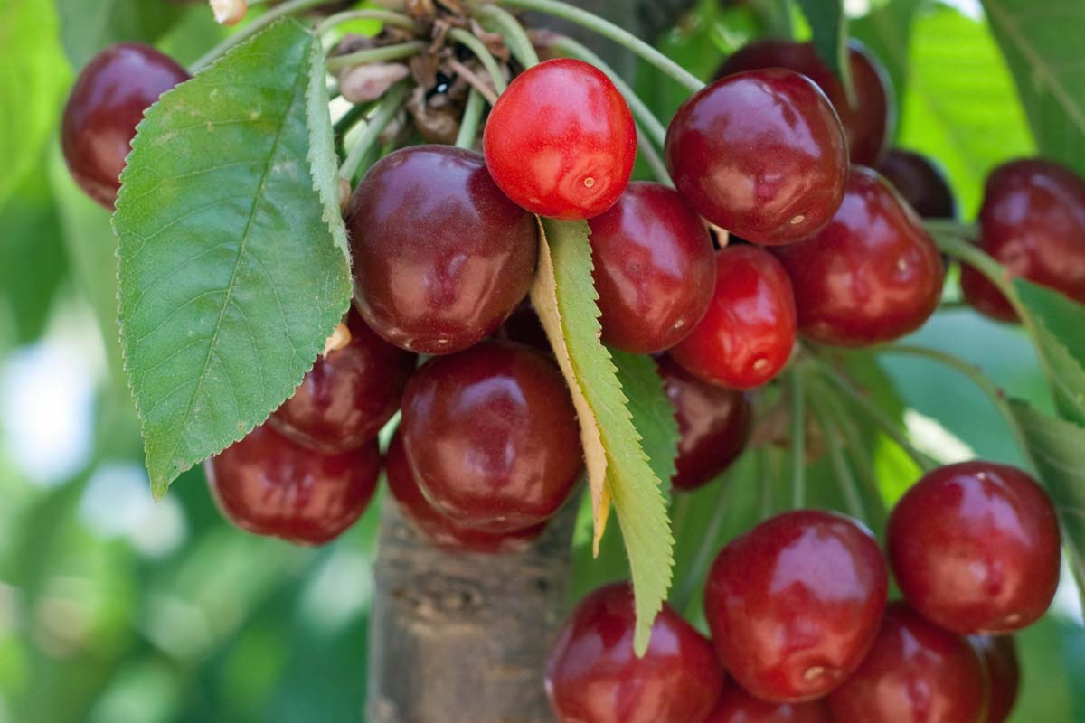 Close up of ripe, dark red sweet cherries hanging from a branch.