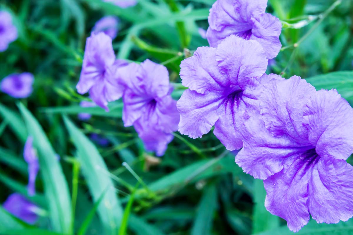 Close up of purple-blue blooms of Mexican Petunias or bluebell flowers.