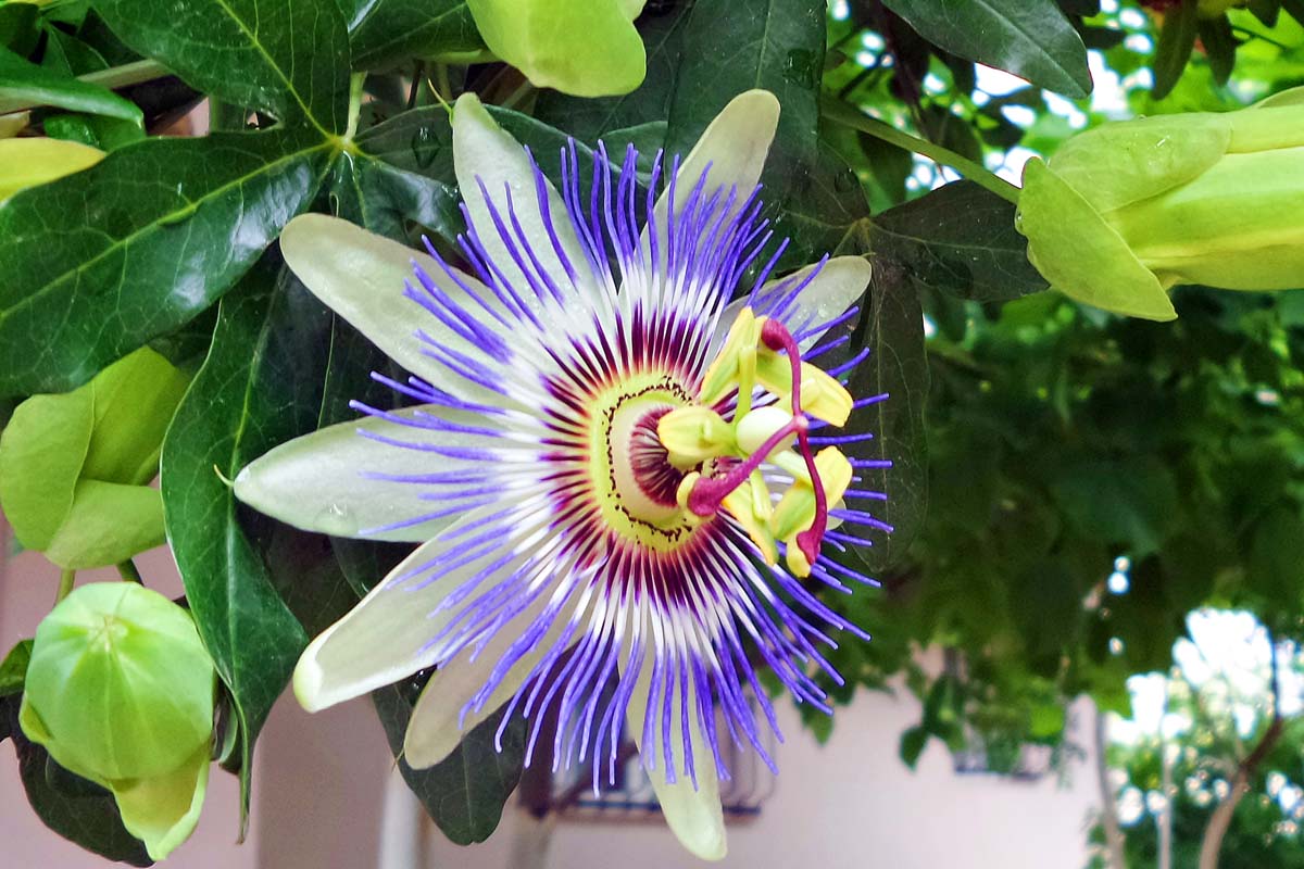 A close up of a passionflower growing on the vine with light colored petals and a blue, white, and red crown, surrounded by foliage.