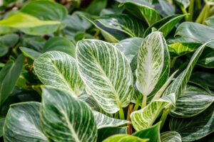 Close up of white and greens leaves of a Philodendron Birken plant.