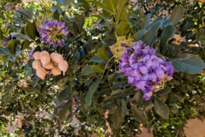 A close up of a Texas mountain laurel shrub with purple flowers and developing seed pods in light sunshine, fading to soft focus in the background.