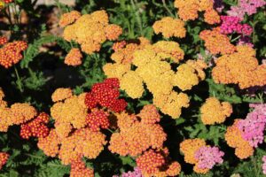 A close up top down picture of yarrow with various different colored flowers, growing in the garden pictured in bright sunshine.