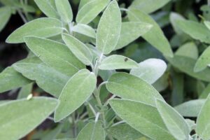 Close up of Common Sage growing in a herb patch.