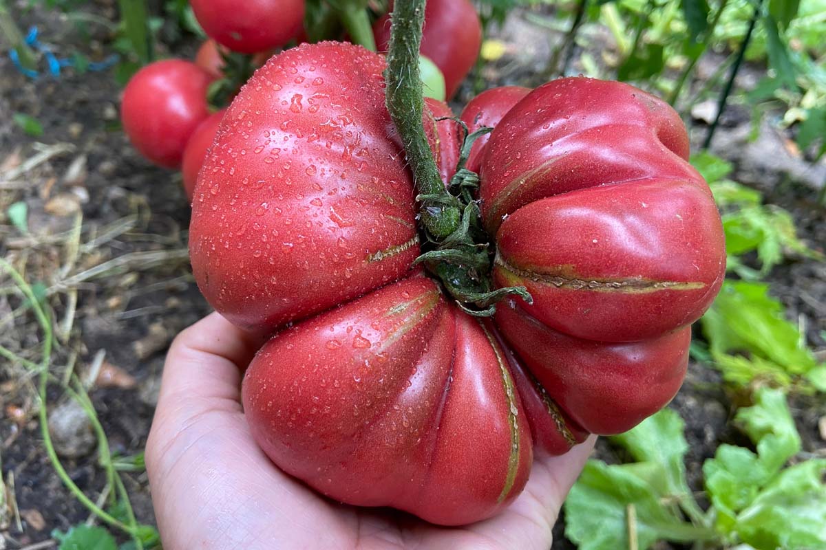 A large red beefsteak tomatoes chow catfacing abiotic disorder with deep cracks and crevices in its skin.
