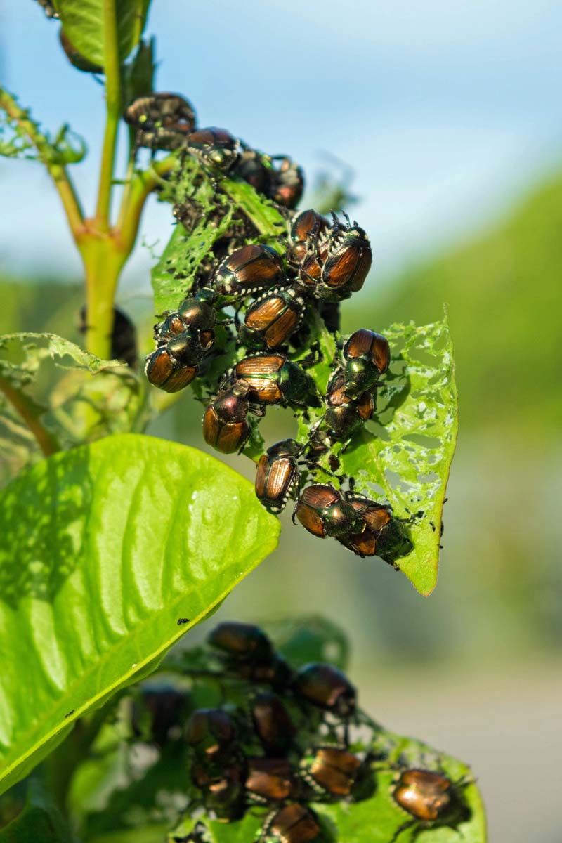 Many Japanese beetles clustered on a plant, eager for a meal.
