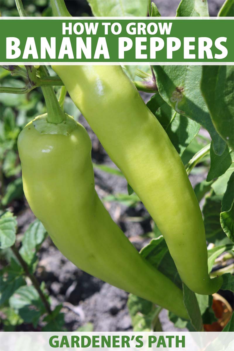 A close up vertical image of banana peppers growing in the garden pictured in light sunshine on a soft focus background. To the top and bottom of the frame is green and white printed text.