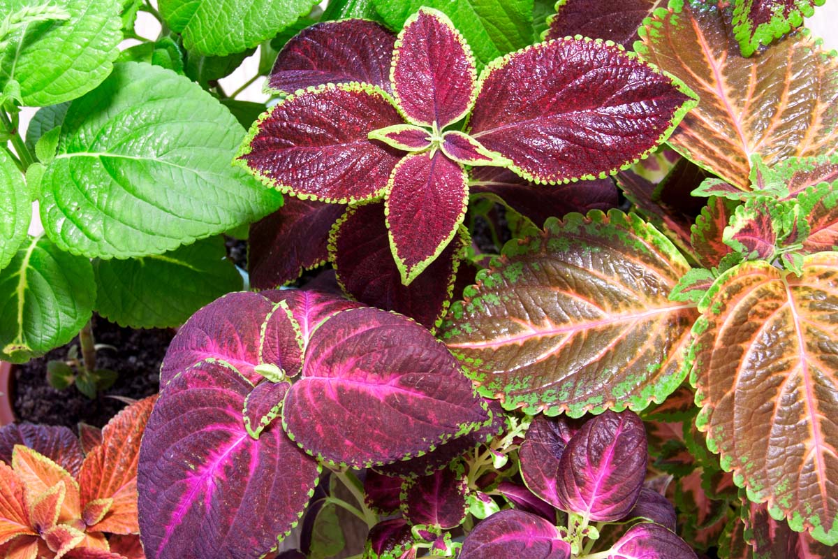 Top down view of different colored foliage and cultivars of coleus plants.