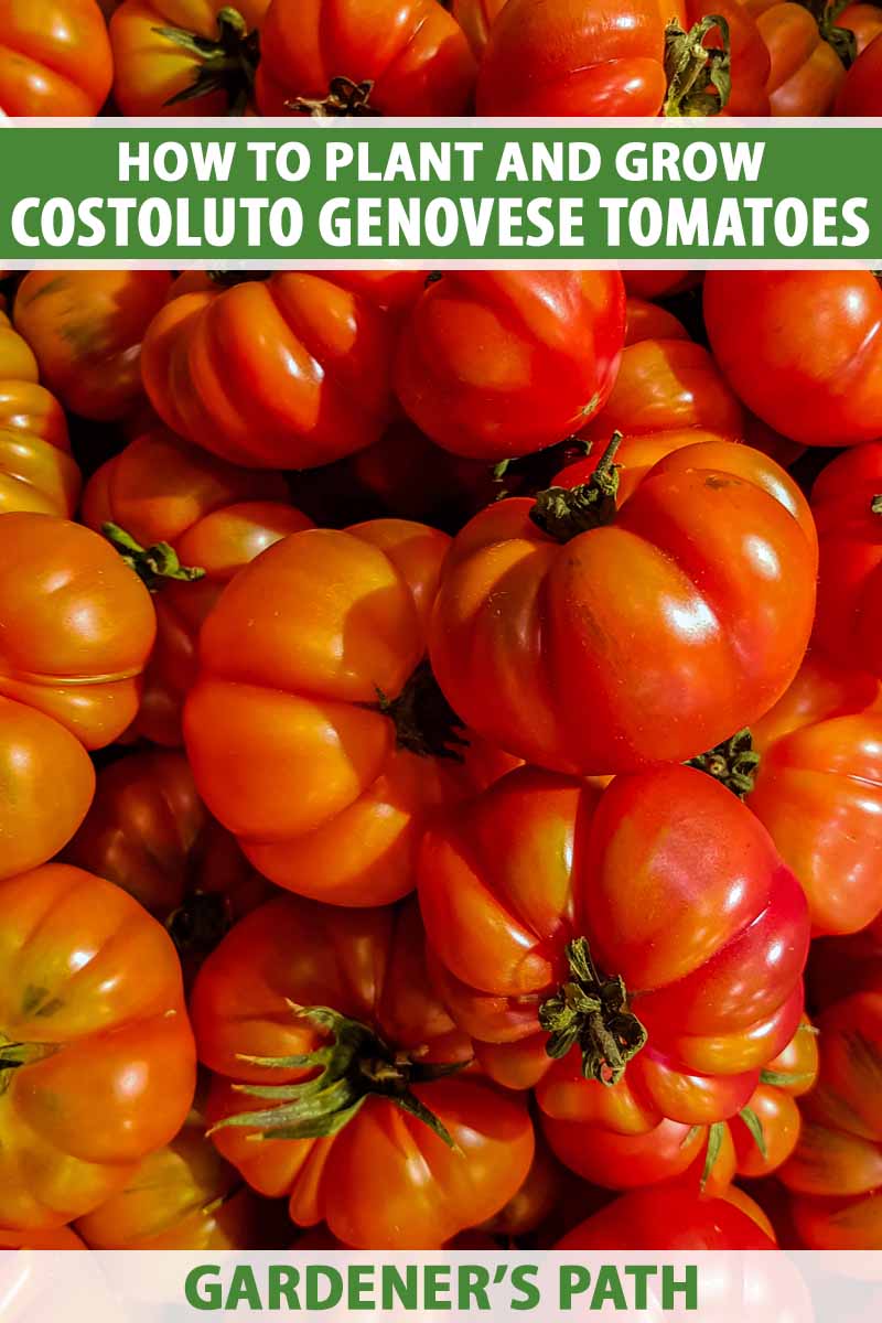 A close up vertical image of a pile of freshly harvested 'Costoluto Genovese' tomatoes pictured in bright sunshine. To the top and bottom of the frame is green and white printed text.