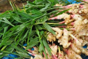 Freshly harvested ginger with the green leafy tops still attached.