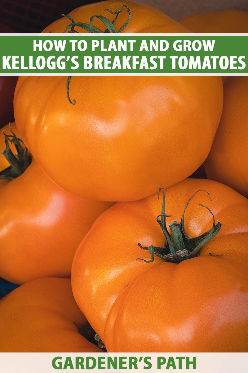 A close up vertical image of orange 'Kellogg's Breakfast' tomatoes pictured on a dark background. To the top and bottom of the frame is green and white printed text.