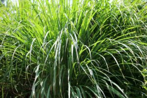A close up of a large clump of lemongrass with long, dark green leaves in bright sunshine fading to soft focus in the background.