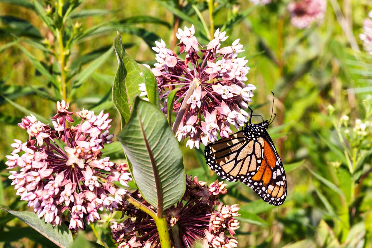 White and purple milkweed flowers, with an orange and black Monarch butterfly, and large green leaves.