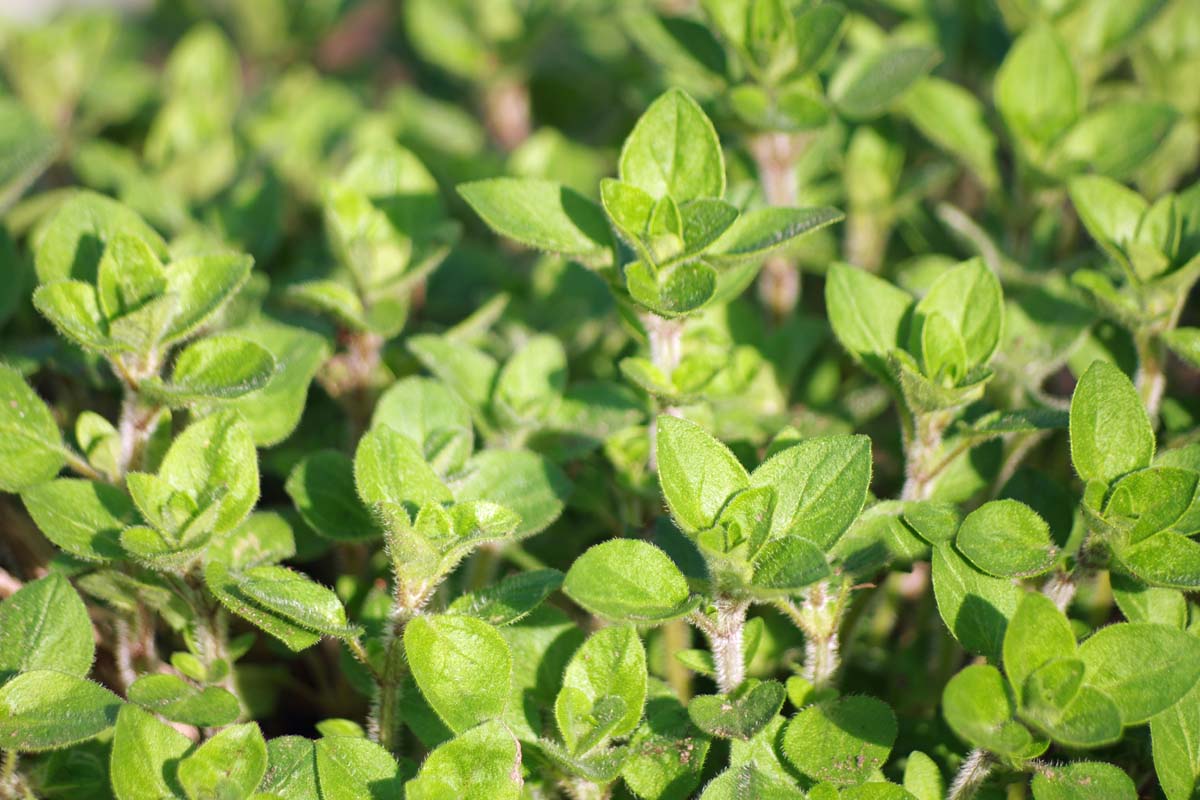 A close up of an Origanum vulgare plant growing in the garden in bright sunshine fading to soft focus in the background.