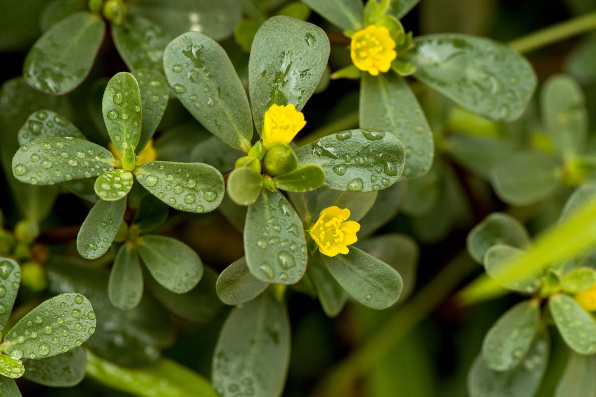A close up of Portulaca oleracea or Purslane growing in the garden with flat green leaves and small yellow flowers, on a soft focus background.