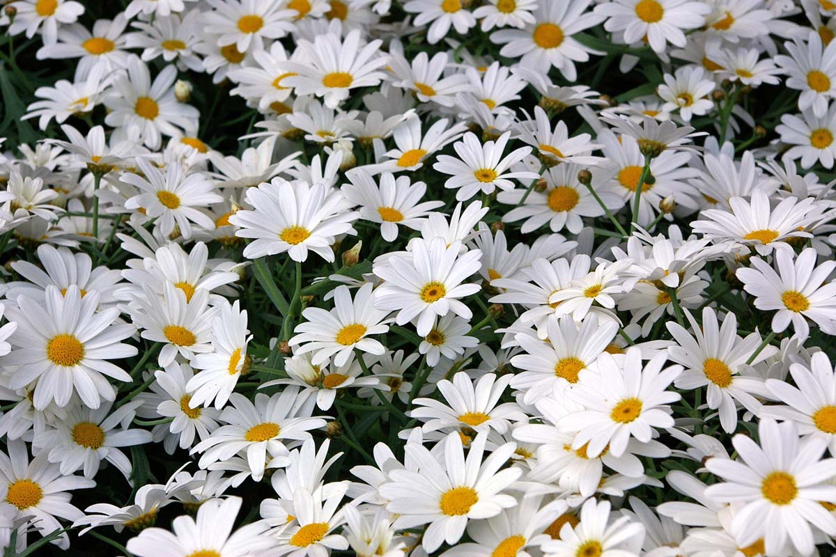 A close up horizontal image of a swath of Shasta daisies (Leucanthemum x superbum) flowers growing in the garden.
