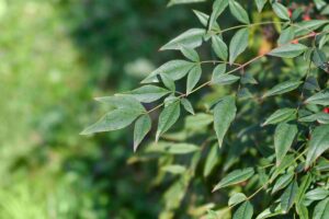 A close up horizontal image of the branches and foliage of a heavenly bamboo shrub growing in the garden pictured on a soft focus background.