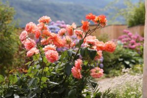 A close up horizontal image of a rose shrub growing in a garden border covered in orange flowers, with a garden scene in soft focus in the background.