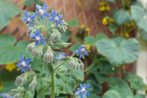 A close up of the delicate blue flowers of Borago officinalis growing in the garden on a soft-focus background.
