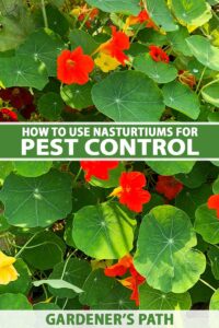 How to Use Nasturtiums for Pest Control | Gardener’s Path