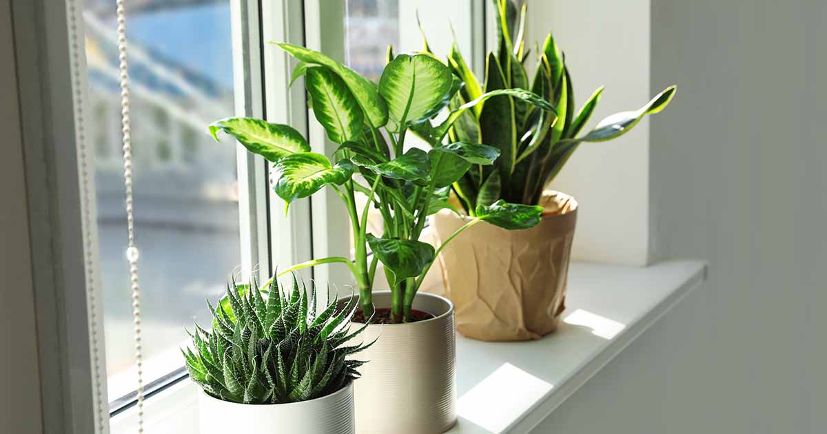 How to Use a Light Meter for Houseplants | Gardener’s Path